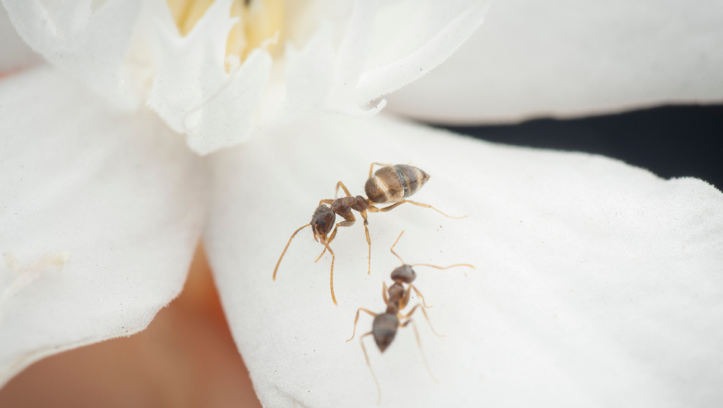 Dois exemplares da formiga carpinteira em uma flor.