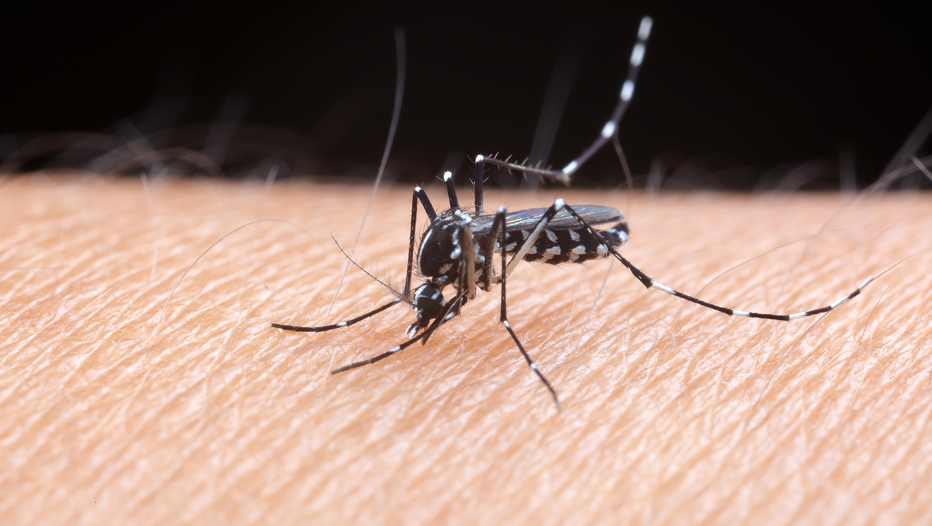 Mosquito Aedes Aegypti pousado sobre a pele